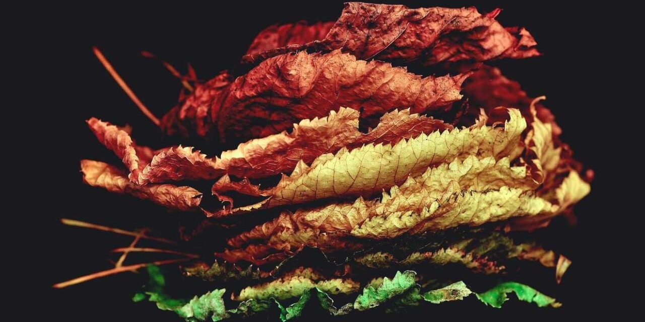 Aut sunt et consequatur earum