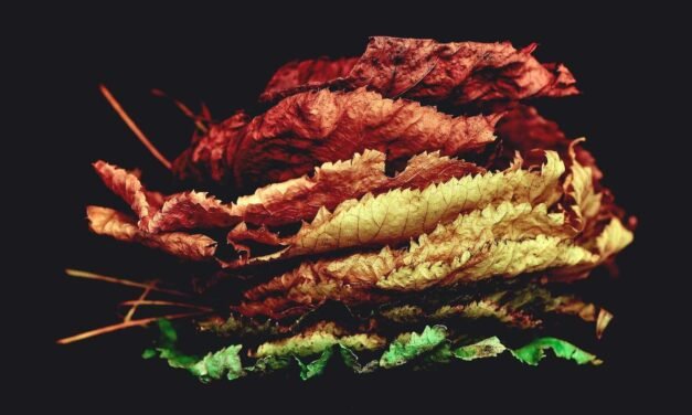 Aut sunt et consequatur earum