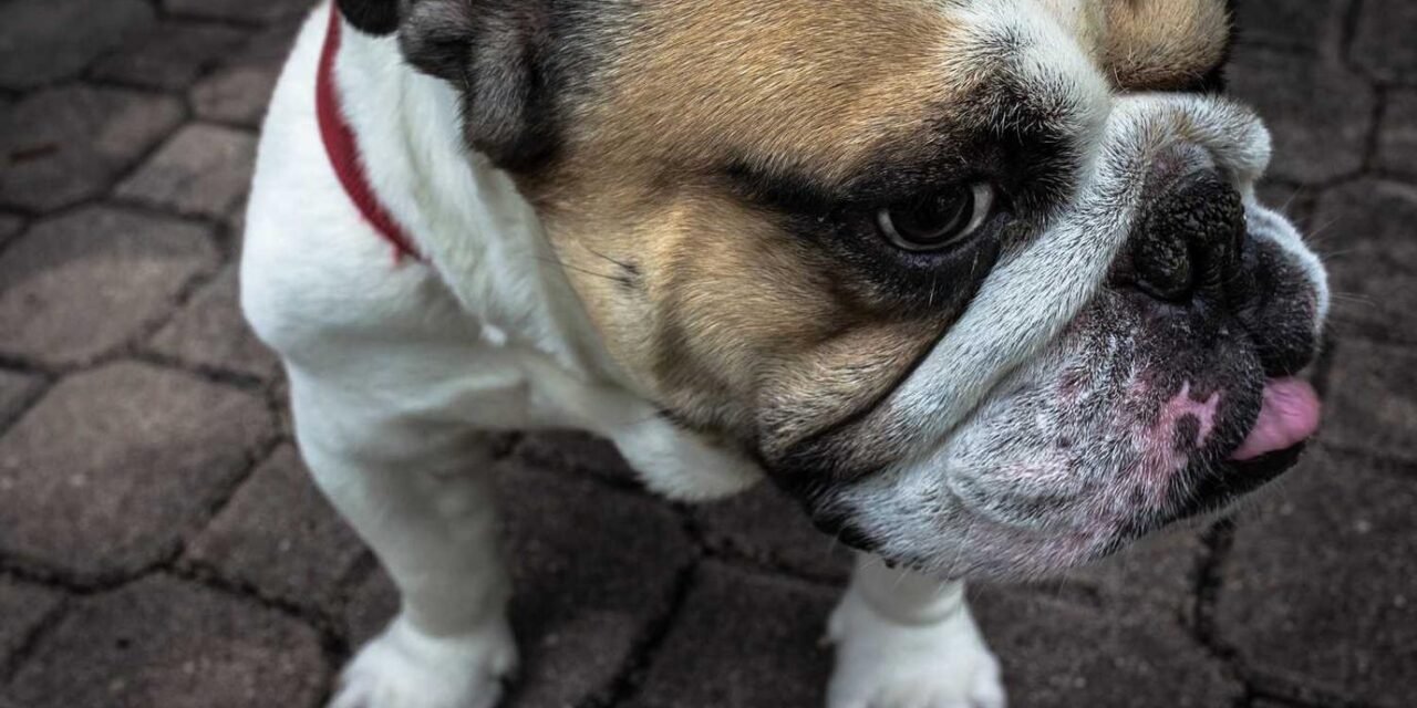 Esse fugit amet veritatis