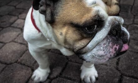 Esse fugit amet veritatis