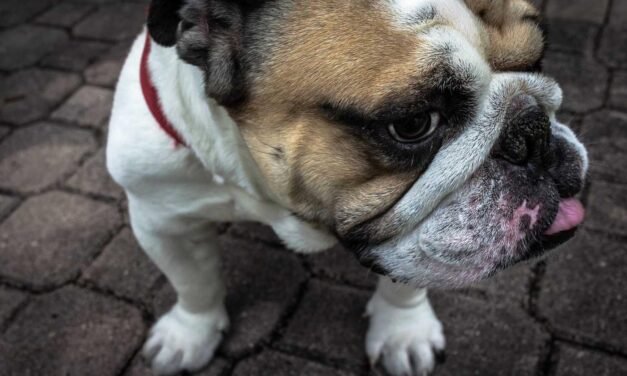 Esse fugit amet veritatis